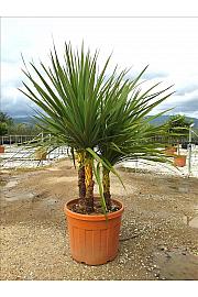 Cordyline Australis C50 Lit. 150-175 cm; Večstebelni (ZEL)