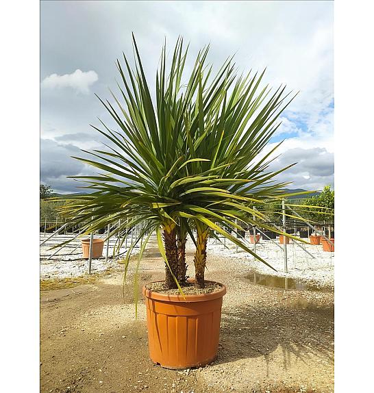 Cordyline Australis C90 Lit. 175-200 cm; Večstebelni (ZEL)