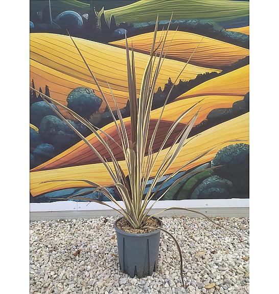 Cordyline Banksii Electric Flash C7 Lit. 40-60 cm (ZEL)