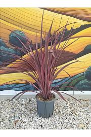 Cordyline Banksii Electric Pink C7 Lit. 40-60 cm (ZEL)