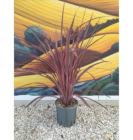 Cordyline Banksii Electric Pink C7 Lit. 40-60 cm (ZEL)