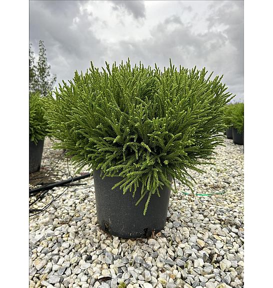 Cryptomeria Jap. Little Diamond C12 Lit. 30-40 cm (ZEL)