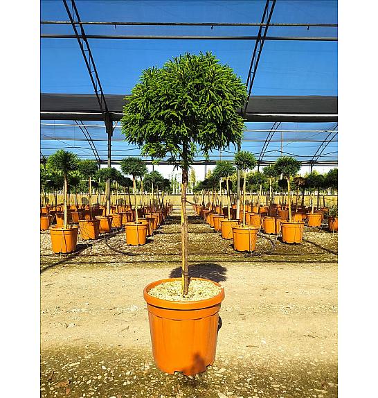 Cryptomeria Jap. Little Diamond C15 Lit. Na Steblu 100 cm; Krošnja 40/60 cm (ZEL)