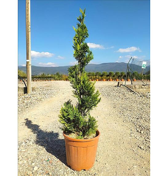 Cupressocyp. Ley. Castlew. Gold C11 Lit. 80-100 cm; Spirala (ZEL)