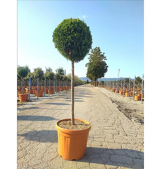 Cupressocyp. Ley. Castlew. Gold C25 Lit. Na Steblu 100 cm; Krošnja 40/60 cm (ZEL)