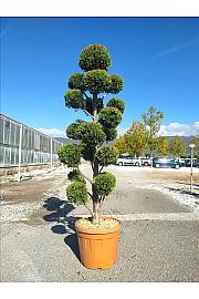 Cupressocyp. Ley. Castlew. Gold C40 Lit. 175-200 cm; Pon Pon (ZEL)