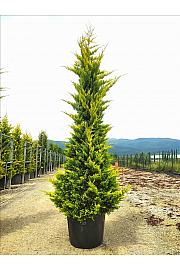 Cupressocyp. Ley. Gold Rider C130 Lit. 300-350 cm (ZEL)