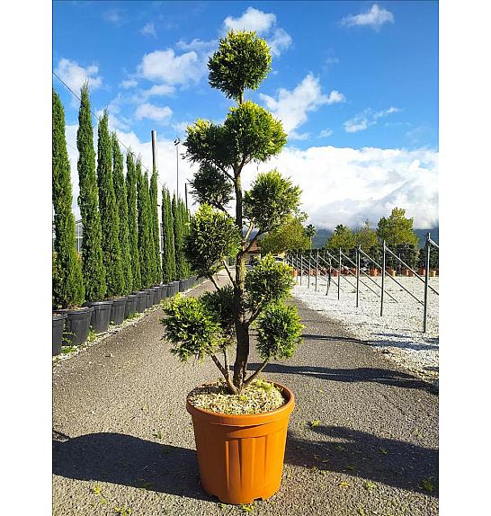 Cupressocyp. Ley. Gold Rider C33 Lit. 150-175 cm; Pon Pon (ZEL)