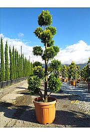 Cupressocyp. Ley. Gold Rider C40 Lit. 175-200 cm; Pon Pon (ZEL)