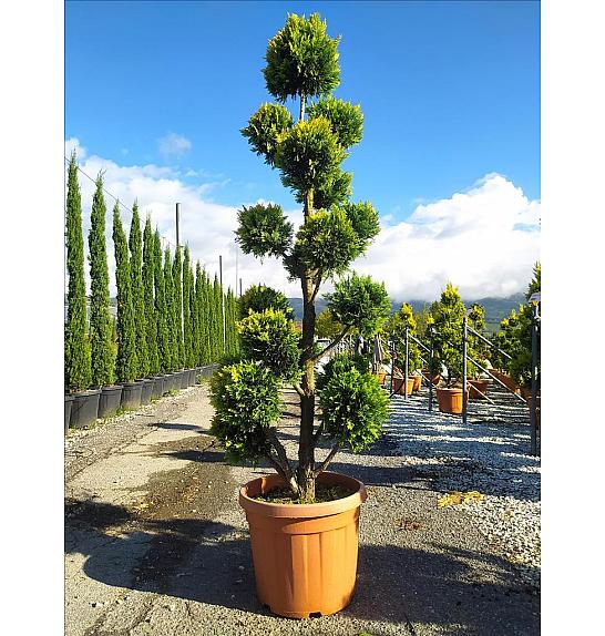 Cupressocyp. Ley. Gold Rider C40 Lit. 175-200 cm; Pon Pon (ZEL)