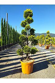 Cupressocyp. Ley. Gold Rider C45 Lit. 150-175 cm; Pon Pon (ZEL)