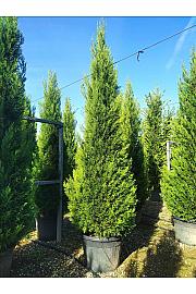 Cupressocyp. Ley. Pyramidalis C0 Lit. 350-400 cm (ZEL)