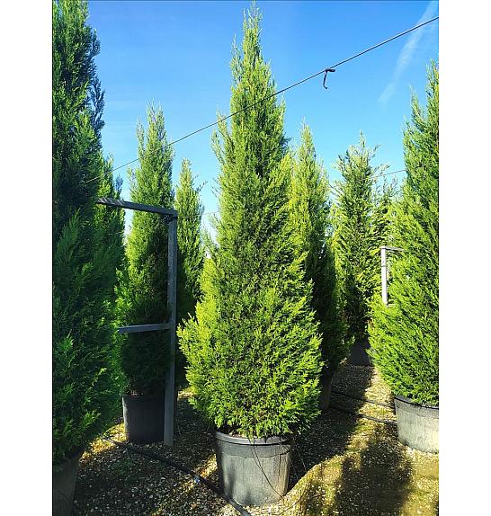 Cupressocyp. Ley. Pyramidalis C0 Lit. 350-400 cm (ZEL)
