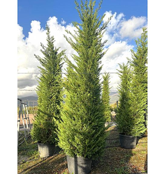 Cupressocyparis Leylandii   C180 Lit. 400-500 cm (ZEL)