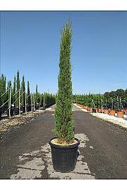 Cupressus Semp. Pyramidalis C20 Lit. 150-175 cm (ZEL)