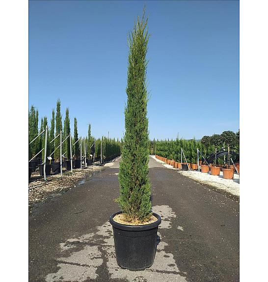 Cupressus Semp. Pyramidalis C20 Lit. 150-175 cm (ZEL)