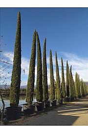 Cupressus Semp. Pyramidalis C450 Lit. 800-900 cm (ZEL)