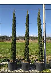 Cupressus Semp. Pyramidalis C60 Lit. 300-350 cm (ZEL)