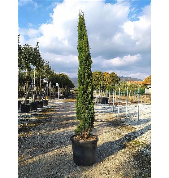 Cupressus Semp. Totem C30 Lit. 175-200 cm (ZEL)