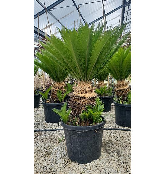 Cycas Revoluta C45 Lit. 60-80 cm (ZEL)