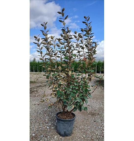 Elaeagnus Ebb. Compacta C10 Lit. 80-100 cm (ZEL)
