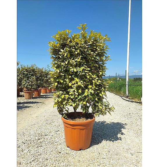Elaeagnus Ebb. Maryline C30 Lit. 80-100 cm; Špalir (ZEL)