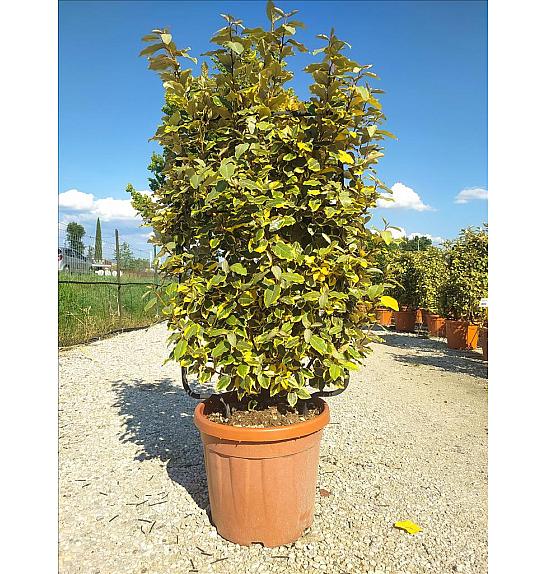 Elaeagnus Ebb. Vivileg (R) C30 Lit. 80-100 cm; Špalir (ZEL)