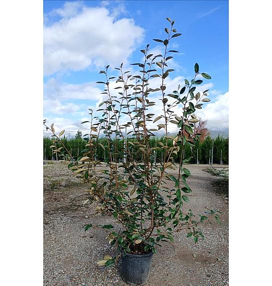 Elaeagnus Ebbingei C10 Lit. 100-125 cm (ZEL)