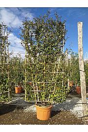 Elaeagnus Ebbingei C130 Lit. 300-350 cm; Špalir (ZEL)