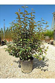Elaeagnus Ebbingei C18 Lit. 125-150 cm (ZEL)