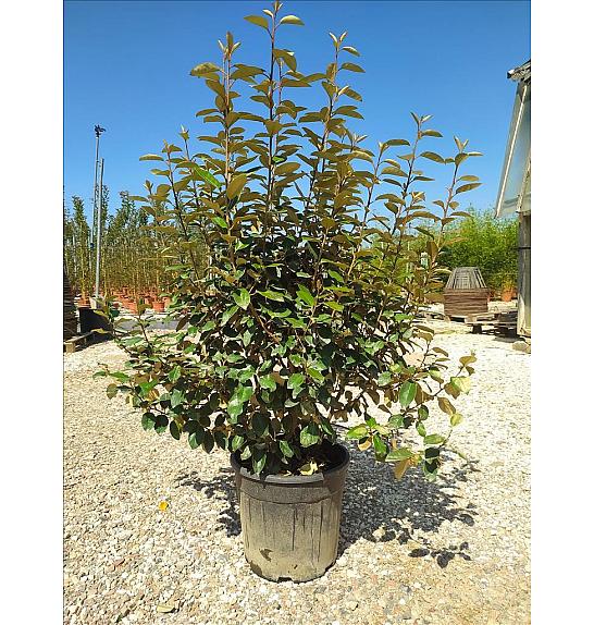 Elaeagnus Ebbingei C18 Lit. 125-150 cm (ZEL)