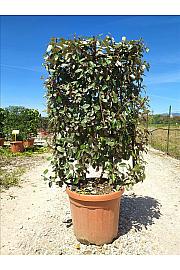 Elaeagnus Ebbingei C30 Lit. 80-100 cm; Špalir (ZEL)