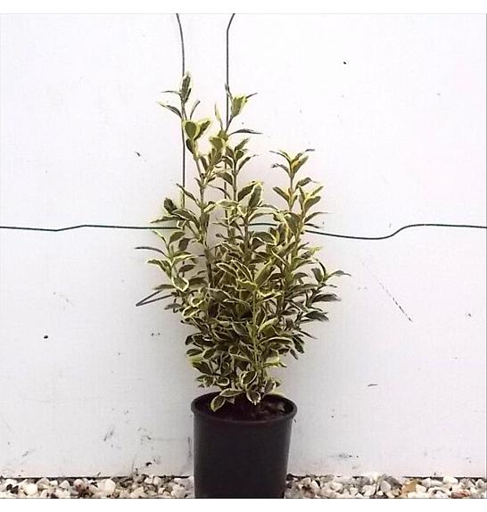 Euonymus Jap. Bravo C3 Lit. 30-40 cm (ZEL)