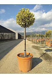 Euonymus Jap. Bravo C30 Lit. Na Steblu 100 cm; Krošnja 40/60 cm (ZEL)