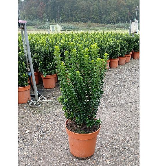 Euonymus Japonicus Benkomasaki (Green Spire) C10 Lit. 40-60 cm (ZEL)