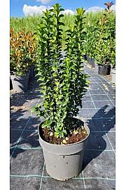 Euonymus Japonicus Benkomasaki (Green Spire) C3 Lit. 30-40 cm (ZEL)