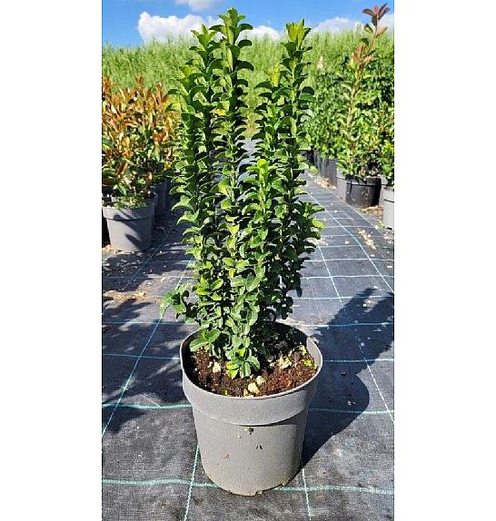 Euonymus Japonicus Benkomasaki (Green Spire) C3 Lit. 30-40 cm (ZEL)
