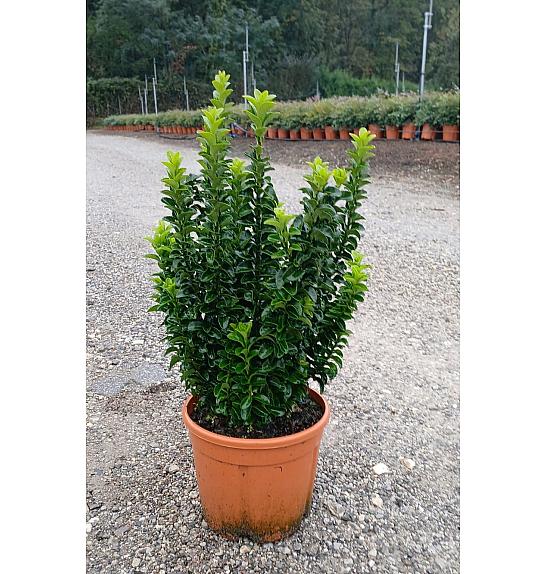Euonymus Japonicus Benkomasaki (Green Spire) C5 Lit. 40-60 cm (ZEL)