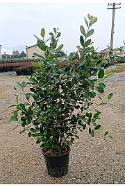 Feijoa Sellowiana C10 Lit. 80-100 cm (ZEL)