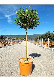 Feijoa Sellowiana C18 Lit. Na Steblu 100 cm (ZEL)