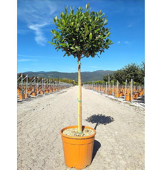 Feijoa Sellowiana C18 Lit. Na Steblu 100 cm (ZEL)