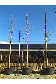 Ginkgo Biloba C450 Lit. Na Steblu 200 cm; 35/40 cm (ZEL)
