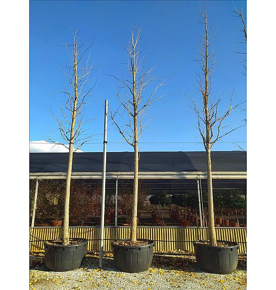 Ginkgo Biloba C450 Lit. Na Steblu 200 cm; 35/40 cm (ZEL)