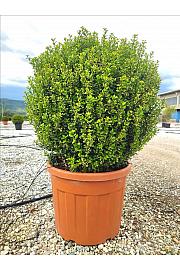 Ilex Crenata Caroline Upright C70 Lit. Krošnja 80/100 cm; Krogla (ZEL)