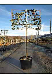 Ilex Mutch. Nelly R. Stevens C180 Lit. Na Steblu 200 cm; 18/20 cm (ZEL)