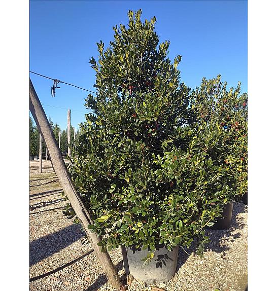 Ilex Mutch. Nelly R. Stevens C230 Lit. 200-250 cm (ZEL)