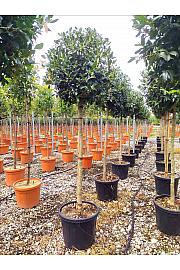 Ilex Mutch. Nelly R. Stevens C55 Lit. Na Steblu 175 cm; 14/16 cm (ZEL)