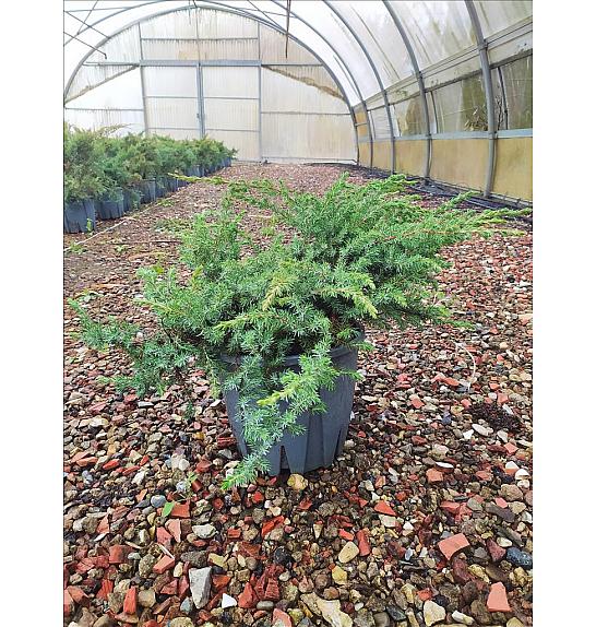 Juniperus Conf. Schlager C10 Lit. 30-40 cm (ZEL)