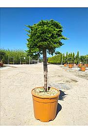 Juniperus Hor. Prince Of Wales C18 Lit. Na Steblu 50 cm (ZEL)