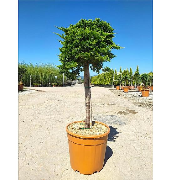 Juniperus Hor. Prince Of Wales C18 Lit. Na Steblu 50 cm (ZEL)